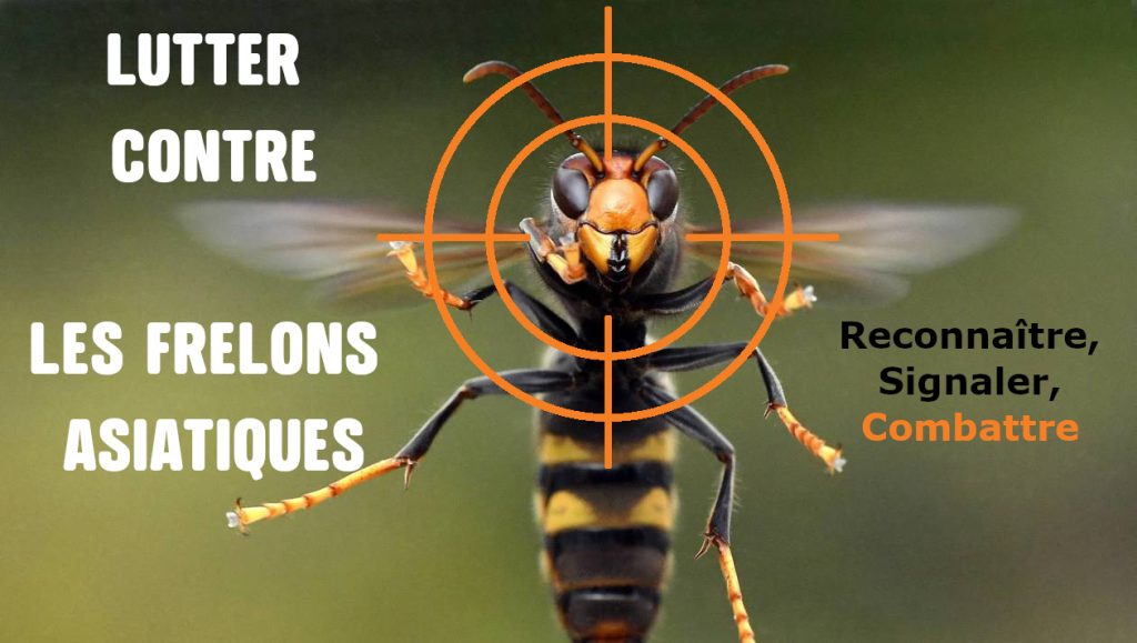 Lutter contre les Frelons Asiatiques