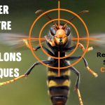 Lutter contre les Frelons Asiatiques