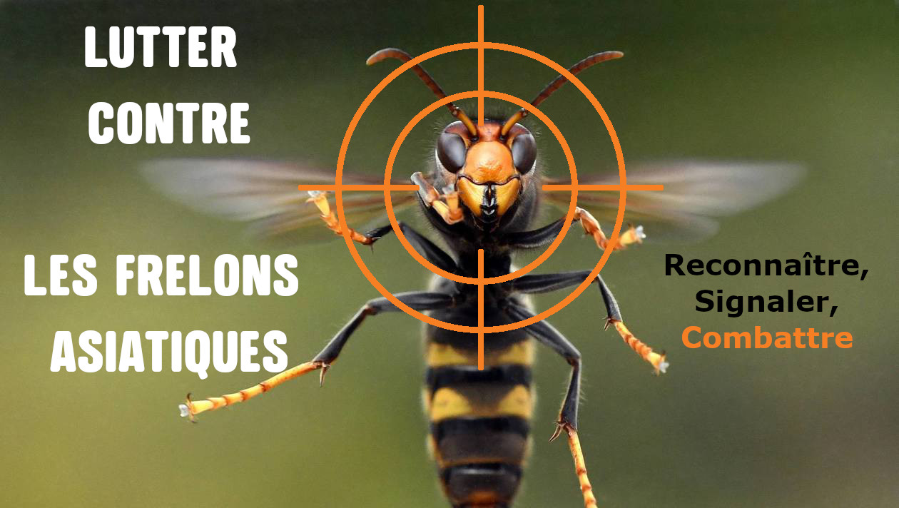 Lutter contre les Frelons Asiatiques